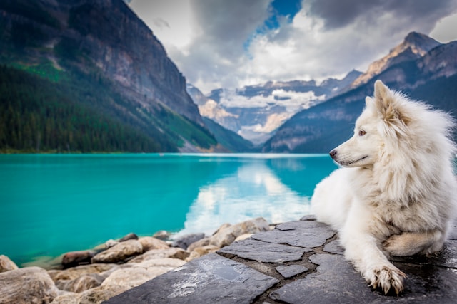 5-most-expensive-dogs-in-canada