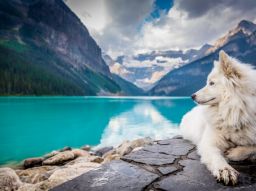 5-most-expensive-dogs-in-canada