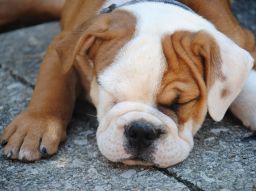 5-very-expensive-dogs